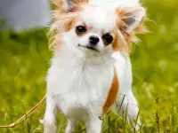 Возьму куплю чихуахуа, фотография 3