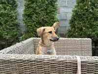 Щенок в хорошие руки, фотография 3