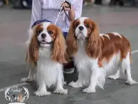 Профессиональный питомник ANGEL MECHTY., фотография 7