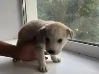 Продам щенков дава мальчика и две девочки, фотография 5