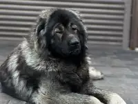 Щенки Кавказкой овчарки, фотография 4