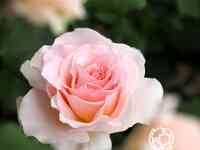 Роза Иоганн Штраус чайно-гибридная