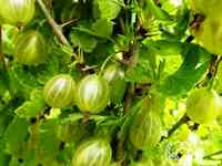 Крыжовник Балтийский