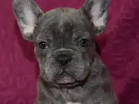 Голубого окраса французы с доставкой по кз, фотография 4