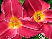 Лилейник Чарльз Джонстон