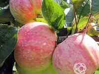 Яблоня конфетное