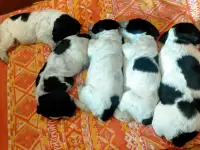 Русский охотничий спаниель, фотография 2