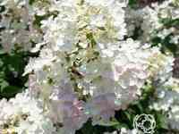 Гортензия тач оф пинк