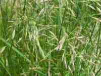 Семена Ежа сборная РСТ, Россия