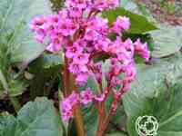 Бадан сердцелистный