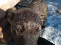 Помоги найти приют для щенят, фотография 7