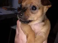 Продается щенок той терьера, фотография 4