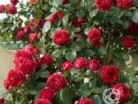 Роза эрик таберли, топалович