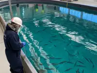 Готовая рыбная ферма под Алматы, форель, карп, осётр  земля 11 га, инфраструктура, фотография 2