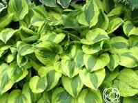 Хоста мун сплит (ml)