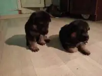 Щенки немецкой овчарки, фотография 3