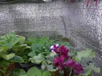 Продам цветы дешево, фотография 8