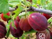 Крыжовник Консул