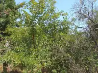 Продам, Алтын орда