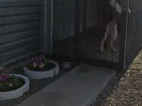 продам Восточно Европейского кабеля 2.5 г, фотография 4