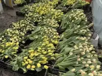 Тюльпаны оптом и в розницу к 8 марта, фотография 9