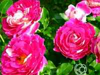 Роза раффлс пассион, интерплант