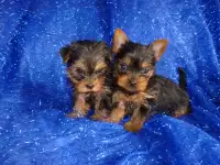 Щенки йоркширского терьера, фотография 2