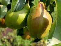 Груша чудесница