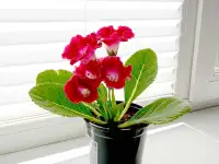 Глоксинии. Комнатные цветы., фотография 3