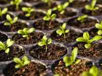 Выращивание рассады под заказ, для теплиц и оранжерей.