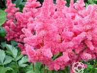 Астильба арендса Глория Пурпуреа