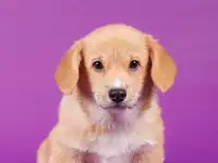 Щенки Вельш Корги Пемброк, фотография 3