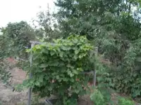 Срочно продам дачу, АЗФ 5, фотография 5