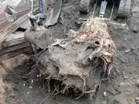 Спил, сруб деревьев, обрезка, кронировка, выкорчевка пней, фотография 4