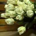 Тюльпаны оптом, фотография 7