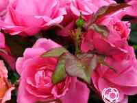 Роза барлебург флорибунда, топалович