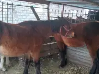 Продам лошадей, фотография 2