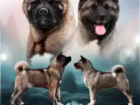 Продается щенок Американской Акиты, фотография 3