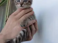 Котята Бармалейки 2 мес., фотография 2