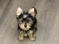 Щенки Йоркширского терьера, фотография 8