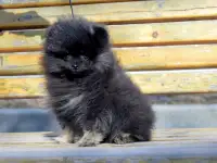 Щенки померанского шпица, фотография 8