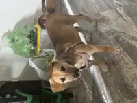 Щенок в хорошие руки, фотография 4