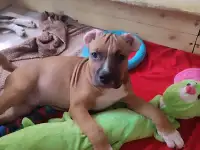 Щенки стаффорда, фотография 5