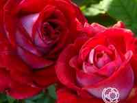 Роза Альянс чайно-гибридная