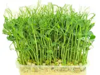 Микрозелень, фотография 3