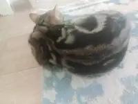 Продам котёнка бенгальского