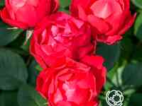 Роза черри боника, мейян