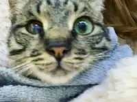 Отдам кошку Дымку Астана, фотография 6