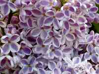 Сирень лила вандер