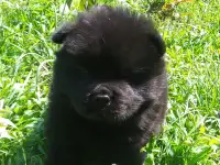 Милые мишки ЧАУ-ЧАУ, фотография 3